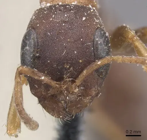 Pseudomyrmex phyllophilus - CASENT0915515