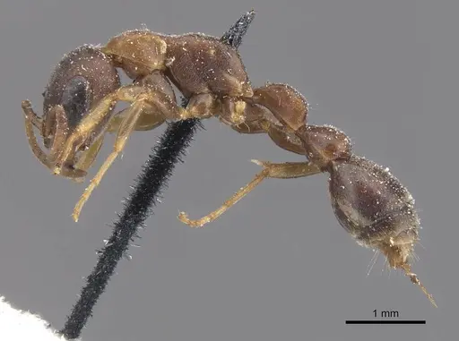 Pseudomyrmex phyllophilus - CASENT0915515