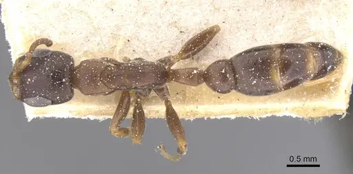 Pseudomyrmex phyllophilus - CASENT0915516