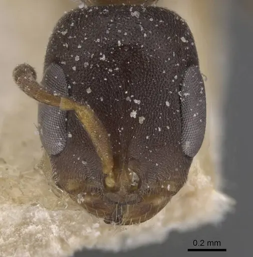 Pseudomyrmex phyllophilus - CASENT0915516