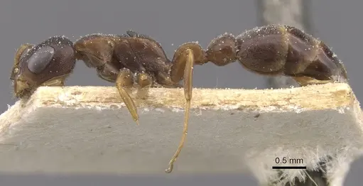 Pseudomyrmex phyllophilus - CASENT0915516
