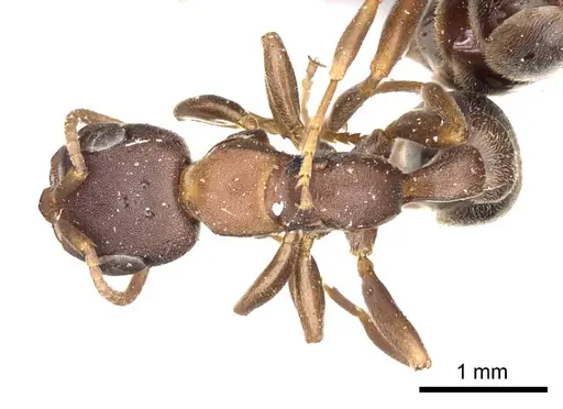 Pseudomyrmex phyllophilus - CASENT0915843