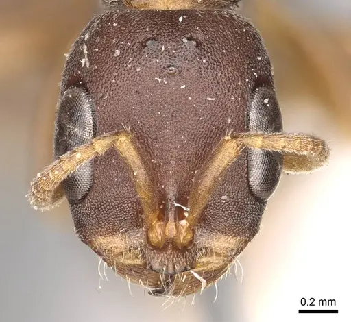 Pseudomyrmex phyllophilus - CASENT0915843