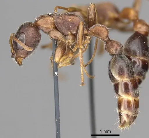 Pseudomyrmex phyllophilus - CASENT0915843