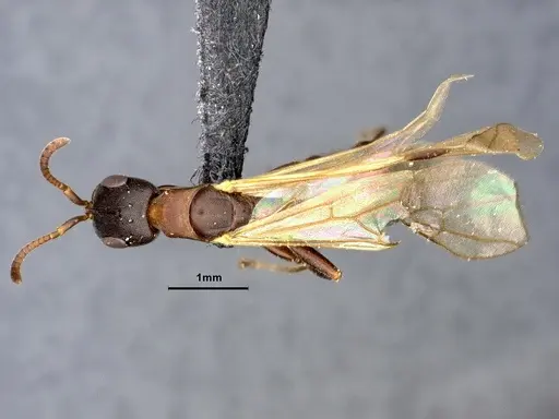 Pseudomyrmex phyllophilus - CASENT4032306