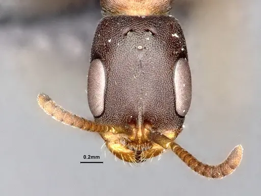 Pseudomyrmex phyllophilus - CASENT4032306