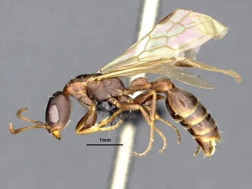 Pseudomyrmex phyllophilus - CASENT4032306