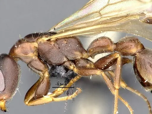 Pseudomyrmex phyllophilus - CASENT4032306