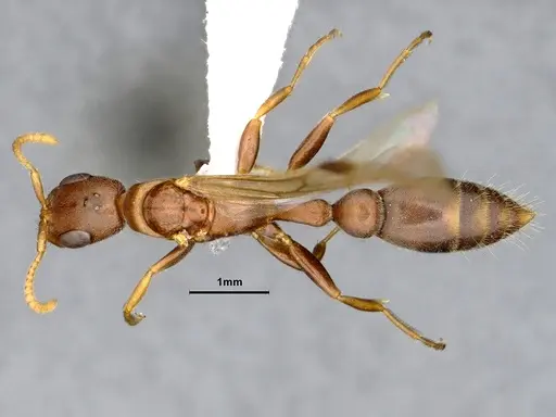 Pseudomyrmex phyllophilus - CASENT4032307