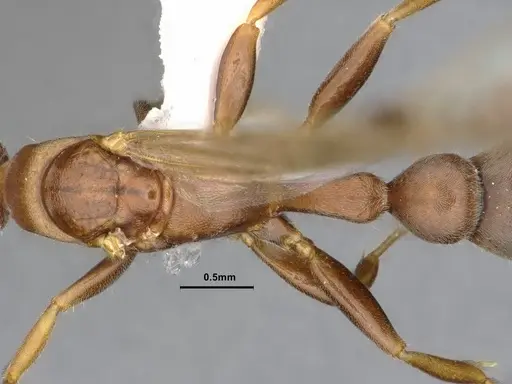 Pseudomyrmex phyllophilus - CASENT4032307