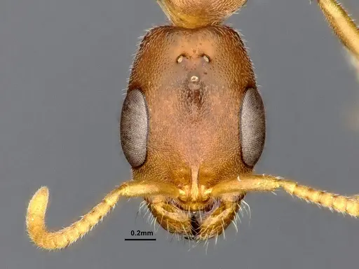 Pseudomyrmex phyllophilus - CASENT4032307