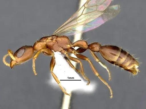 Pseudomyrmex phyllophilus - CASENT4032307