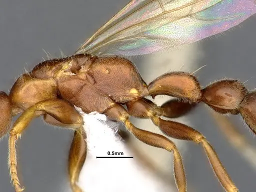 Pseudomyrmex phyllophilus - CASENT4032307