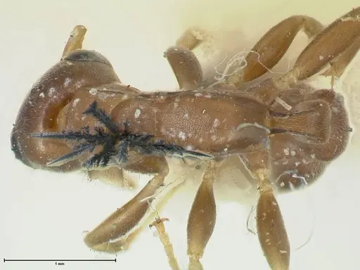 Pseudomyrmex phyllophilus - FOCOL1200