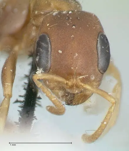 Pseudomyrmex phyllophilus - FOCOL1200