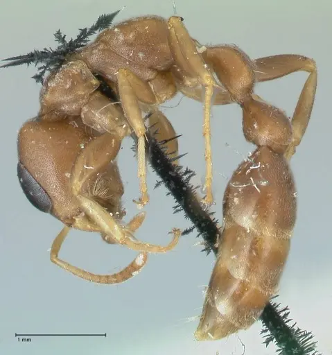 Pseudomyrmex phyllophilus - FOCOL1200