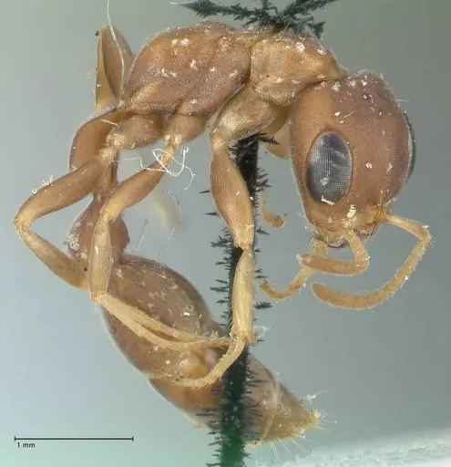 Pseudomyrmex phyllophilus - FOCOL1200