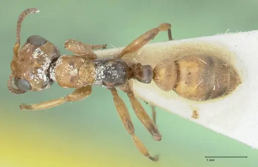 Pseudomyrmex pictus specimen