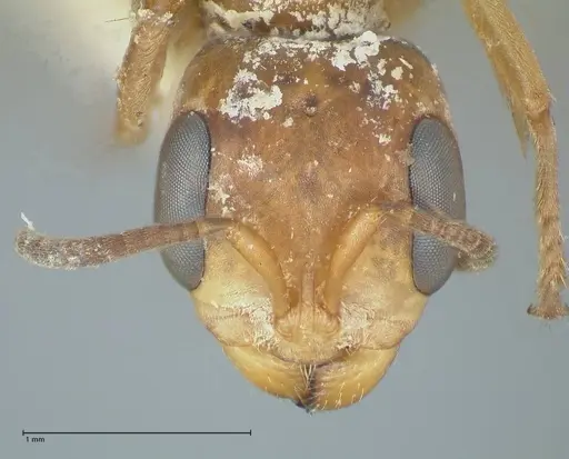 Pseudomyrmex pictus specimen