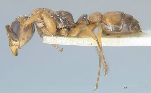 Pseudomyrmex pictus specimen