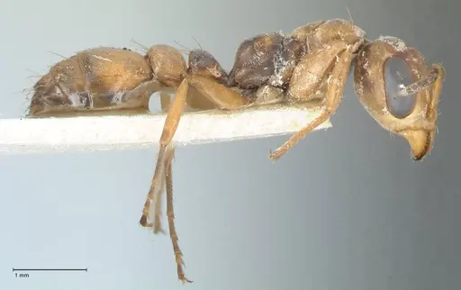 Pseudomyrmex pictus - FOCOL1193