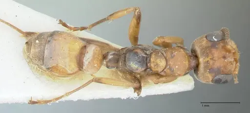 Pseudomyrmex pictus - FOCOL1194