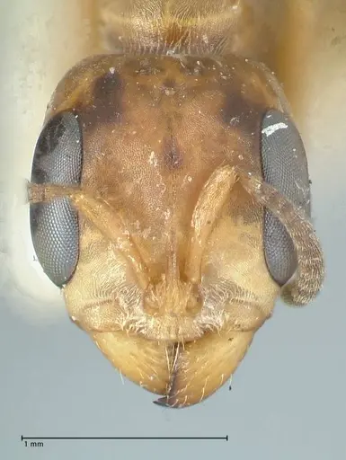 Pseudomyrmex pictus - FOCOL1194