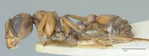 Pseudomyrmex pictus - FOCOL1194