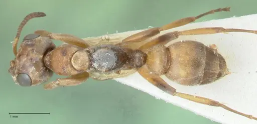 Pseudomyrmex pictus - FOCOL1195