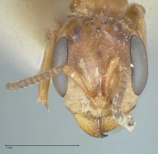 Pseudomyrmex pictus - FOCOL1195