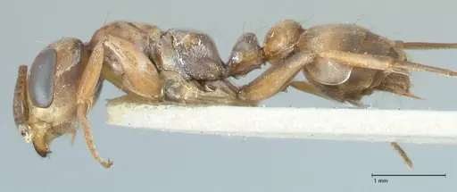 Pseudomyrmex pictus - FOCOL1195