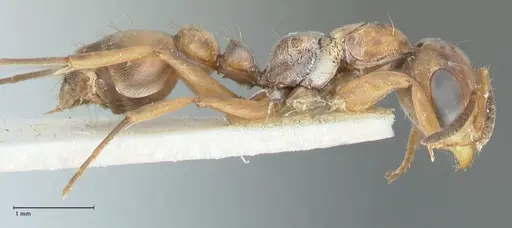 Pseudomyrmex pictus - FOCOL1195