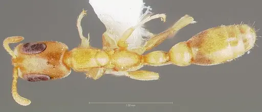 Pseudomyrmex pisinnus specimen