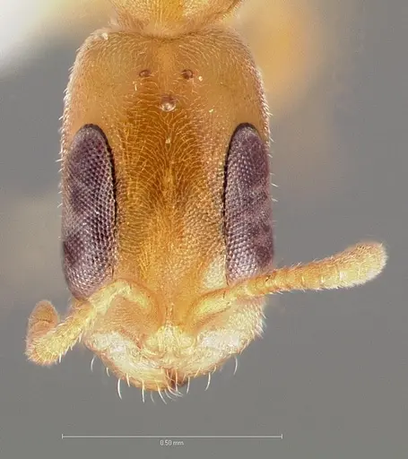 Pseudomyrmex pisinnus specimen