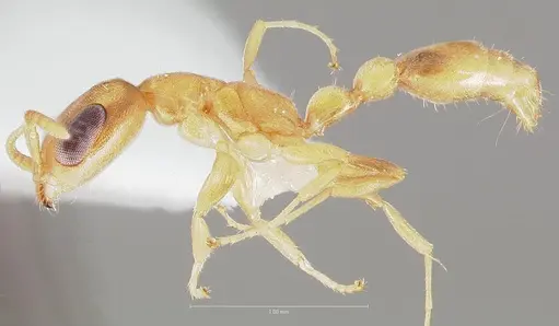 Pseudomyrmex pisinnus specimen