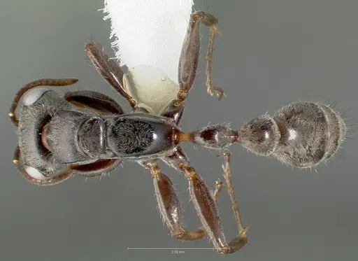 Pseudomyrmex pupa specimen