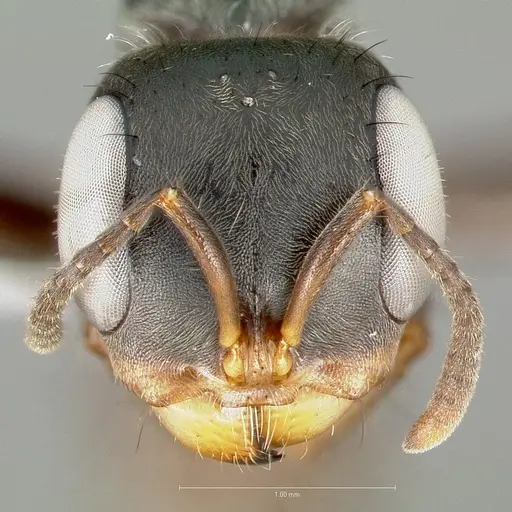 Pseudomyrmex pupa specimen