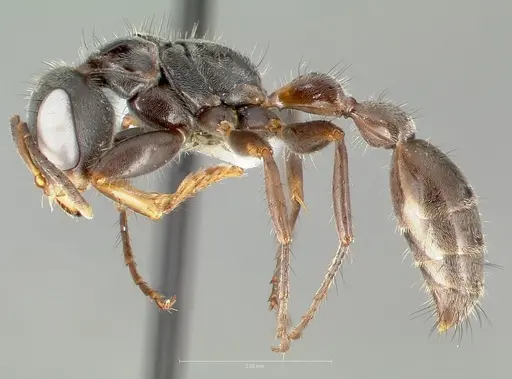Pseudomyrmex pupa specimen