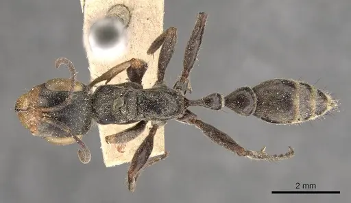 Pseudomyrmex pupa - CASENT0907481