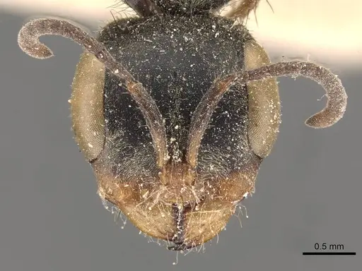 Pseudomyrmex pupa - CASENT0907481