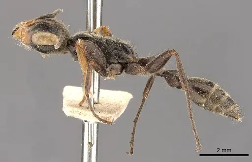 Pseudomyrmex pupa - CASENT0907481