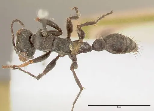 Pseudomyrmex pupa - FOCOL0526