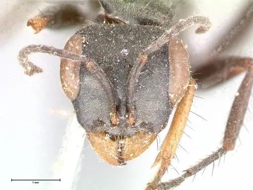 Pseudomyrmex pupa - FOCOL0526