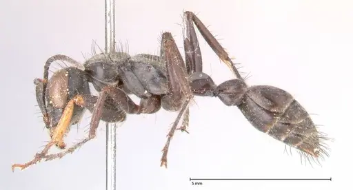 Pseudomyrmex pupa - FOCOL0526