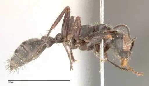 Pseudomyrmex pupa - FOCOL0526