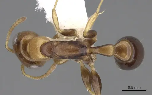 Pseudomyrmex rochai specimen