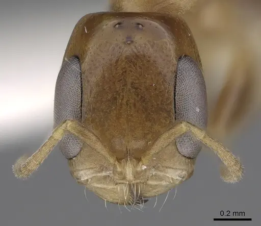 Pseudomyrmex rochai specimen