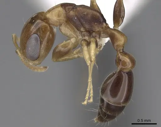 Pseudomyrmex rochai specimen