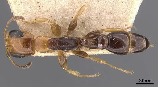 Pseudomyrmex rochai - CASENT0907553