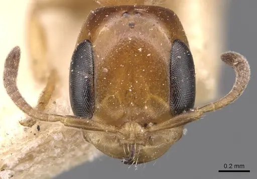 Pseudomyrmex rochai - CASENT0907553